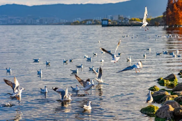 冬天的洱海生態廊道,美出新高度 冬天的洱海生態廊道,美出新高度