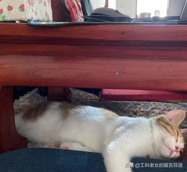 一隻想努力提高文化底蘊的貓