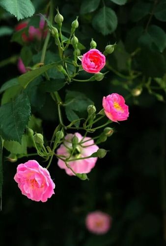 林清玄：心若香茗，靜聽花開