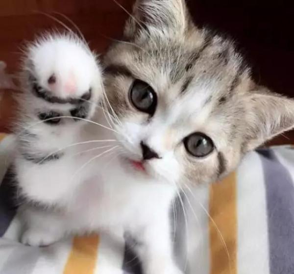 貓咪1歲=人的7歲,早已是過去式,附上最新的年齡換算表 貓咪1歲=人的7歲,早已是過去式,附上最新的年齡換算表