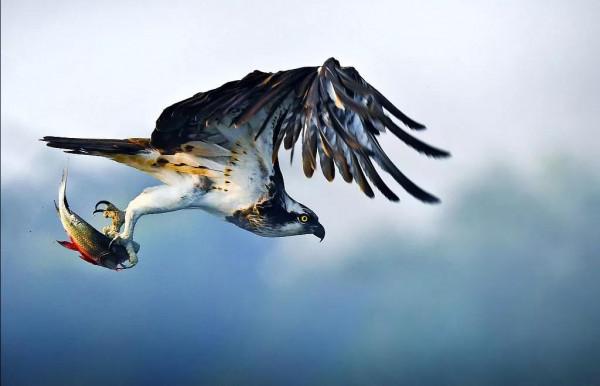 野生世界攝影作品欣賞