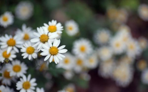 在12月下旬,鎮定自若,才華橫溢,脫穎而出的四大星座 在12月下旬,鎮定自若,才華橫溢,脫穎而出的四大星座