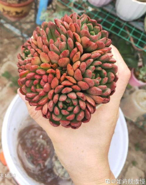 多肉紅寶石變“綠寶石”,注意這5點,紅寶石通紅似火 多肉紅寶石變“綠寶石”,注意這5點,紅寶石通紅似火