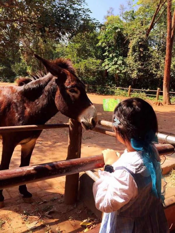 海南熱帶野生動物園好不好玩?需要注意哪些?看去過的人怎麼說? 海南熱帶野生動物園好不好玩?需要注意哪些?看去過的人怎麼說?