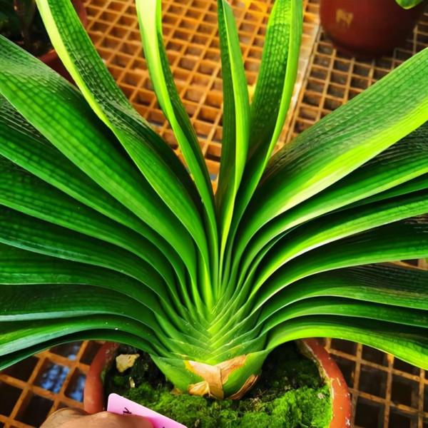 給君子蘭澆水是個技術活，教你幾招，讓你晉升澆水專家