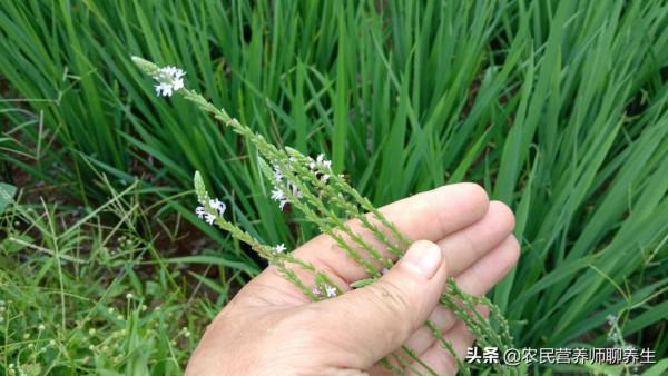 田邊常見的小草，懂得人採回家煮水，你知道它有何價值嗎？