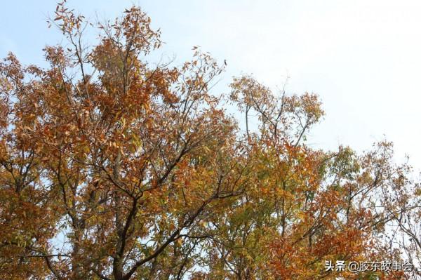 寒衣節祭祖,過去墓碑上常見的“處士”應該作何解釋? 寒衣節祭祖,過去墓碑上常見的“處士”應該作何解釋?