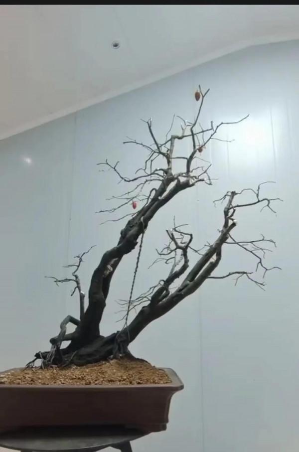 你會覺得它們漂亮嗎