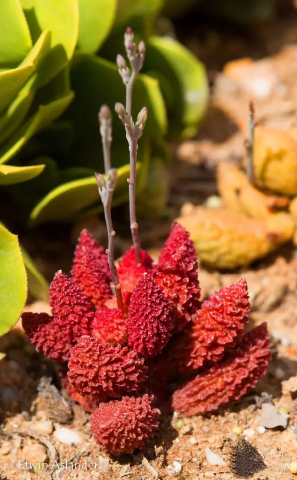 世界那麼大，多肉那麼美，我們一起去看看吧 | 南非多肉欣賞