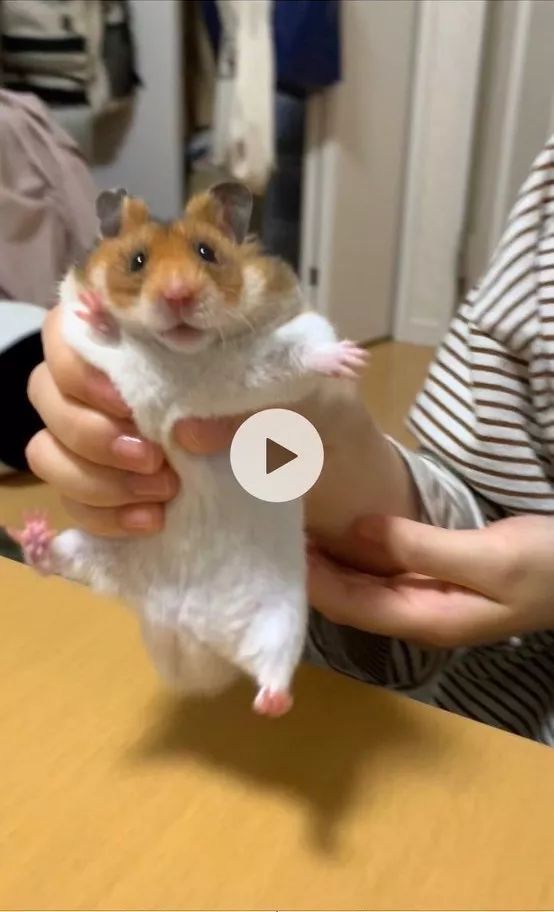 日本網友的魔性簡筆畫,太有靈魂了哈哈哈哈哈 日本網友的魔性簡筆畫,太有靈魂了哈哈哈哈哈