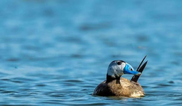 為了保護瀕危水鳥,有人去偷蛋,有人放棄年薪百萬 為了保護瀕危水鳥,有人去偷蛋,有人放棄年薪百萬