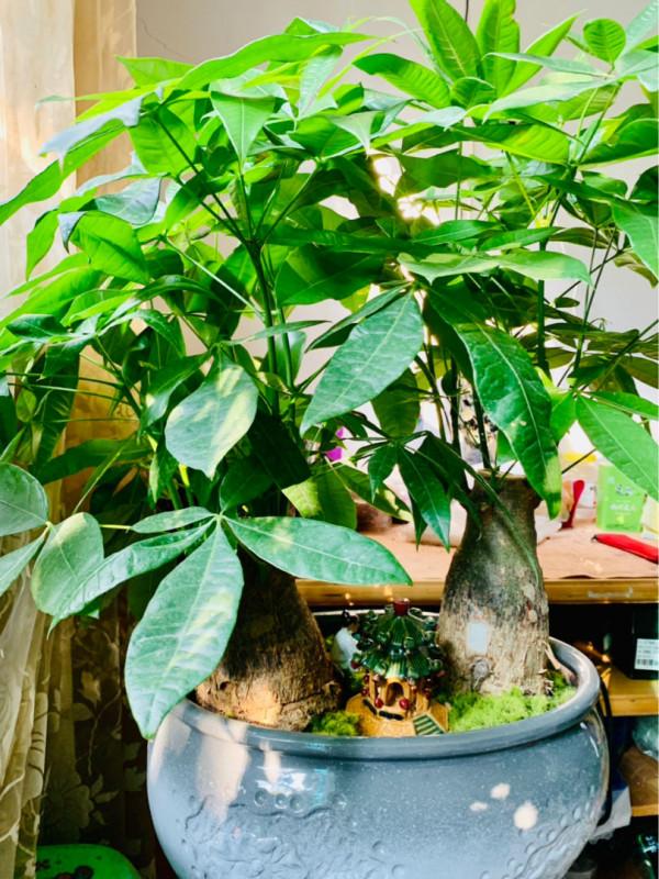 冷空氣來襲,5種怕凍傷的花卉,要特別注意保暖 冷空氣來襲,5種怕凍傷的花卉,要特別注意保暖