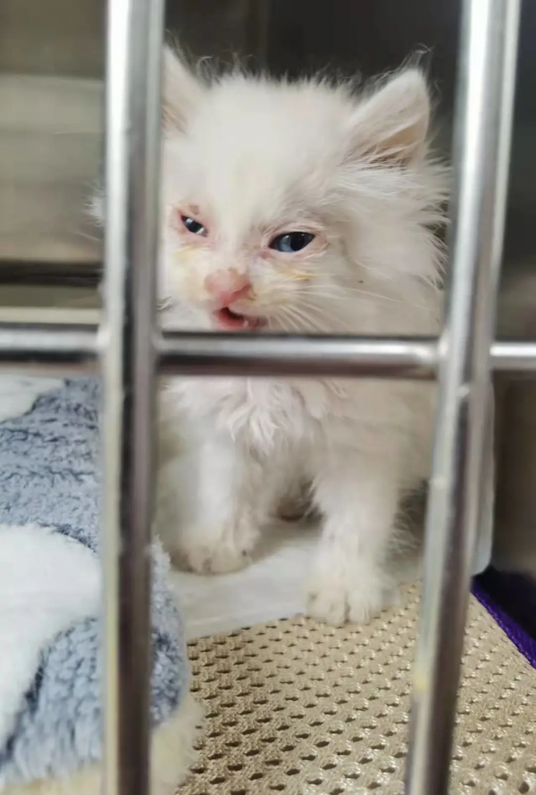 找領養&;新成員 | 你好呀,鏟屎官 找領養&;新成員 | 你好呀,鏟屎官