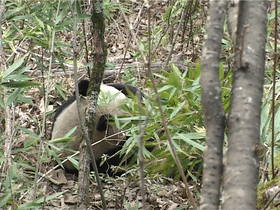出沒於秦嶺的野生熊貓，是山中帶毛修行的真隱士