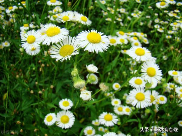 每天一味中藥－菊花