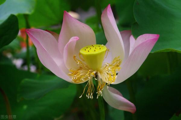 只能在池塘賞荷？錯，正確養護，在家也能賞荷