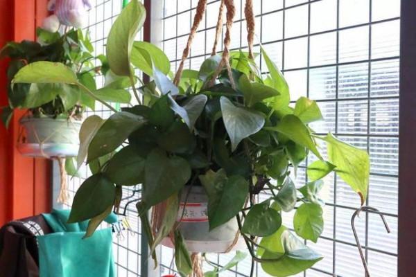 衛生間潮溼有異味，養上5種&OpenCurlyDoubleQuote;吸味花&rdquo;，祛溼除味還能&OpenCurlyDoubleQuote;滅菌&rdquo;