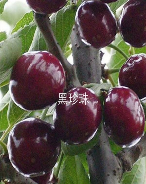 車釐子樹苗品種介紹——車釐子市面上常見品種有哪些 車釐子樹苗品種介紹——車釐子市面上常見品種有哪些