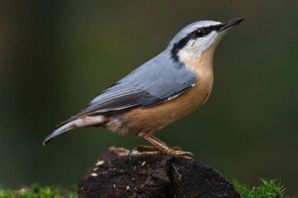 關於動物的20個冷知識,有多少是您不知道的呢?一起來看看吧 關於動物的20個冷知識,有多少是您不知道的呢?一起來看看吧