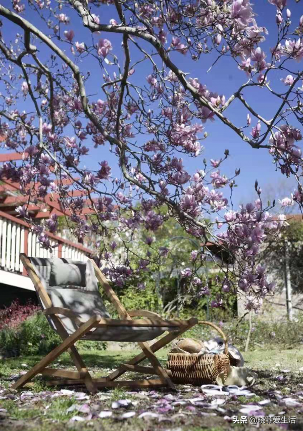 庭院常見的5種“吉祥樹”,高雅大氣有品位,養成老樁更“旺家” 庭院常見的5種“吉祥樹”,高雅大氣有品位,養成老樁更“旺家”