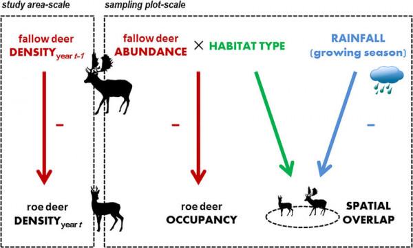 東北第一“神獸”，傻狍子到底有多傻？這麼笨咋活到現在的？