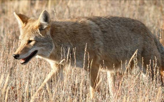 黃石公園的故事沒那麼簡單，狼被人殺光後，另一種動物變成了狼