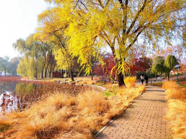 玉淵潭秋色秋韻,像莫奈筆下的畫 玉淵潭秋色秋韻,像莫奈筆下的畫