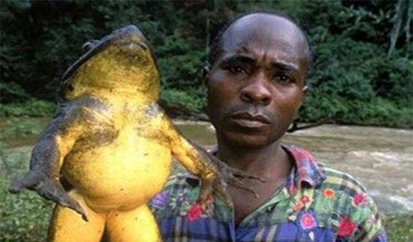 世界上最大的青蛙，體長竟然可達1米，如今卻被非洲人吃到快滅絕
