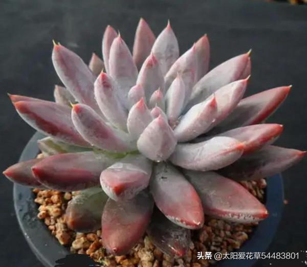 適合12月入手的8種多肉，冬天越曬越漂亮，養再多也不嫌夠