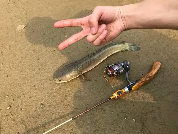 雲南出現一種蛇頭魚，兇猛異常，是本土魚還是外來物種？