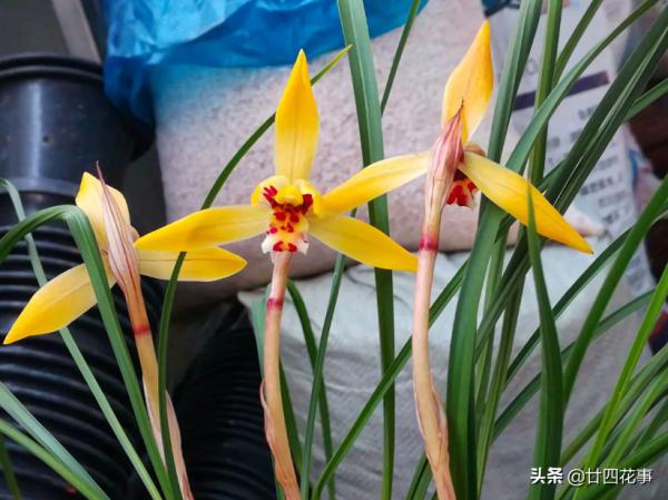 蘭花好容易出了花苞,又消苞了?教你“護苞6招”,放心等待花開 蘭花好容易出了花苞,又消苞了?教你“護苞6招”,放心等待花開