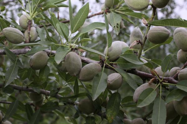 種植巴旦木樹苗前景怎麼樣？什麼樣的條件適合種植巴旦木苗木？
