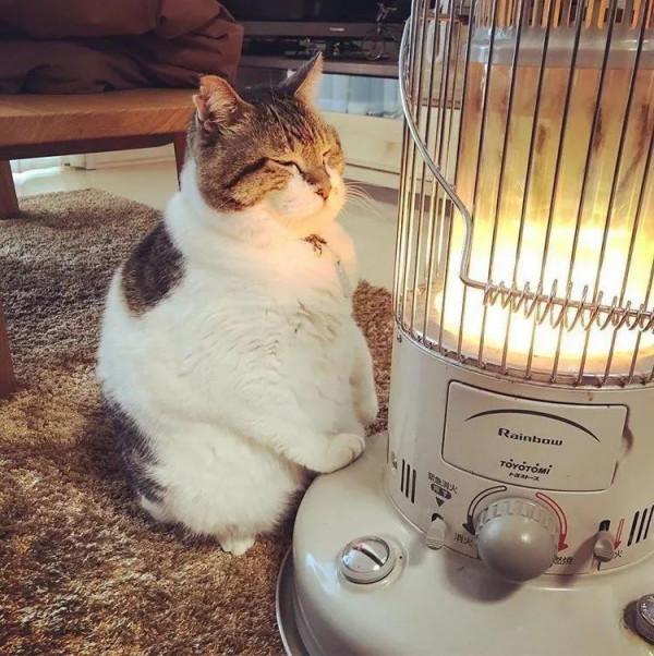 桌布頭像推薦——萌寵篇