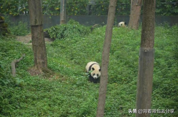 四川省十大著名景區,多處景點免費,全部去過,才算真正玩轉四川 四川省十大著名景區,多處景點免費,全部去過,才算真正玩轉四川