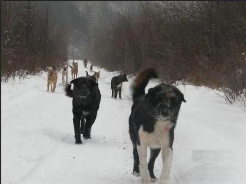 威猛與智慧並存的流浪狗黑熊，和孤寡牧羊人老滿之間的恩怨情仇