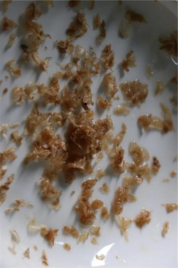 咖啡樹苗/培育計劃 第1周