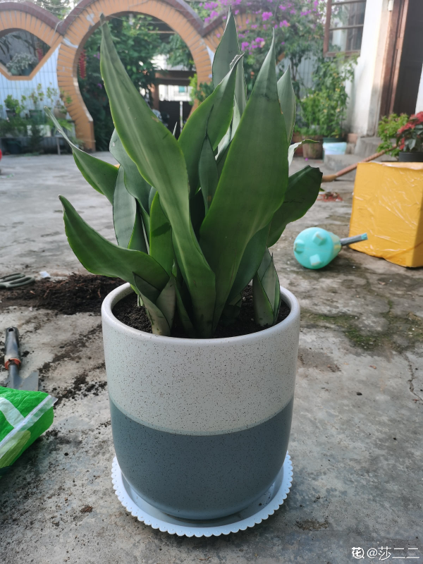 養虎尾蘭注意3個要點，葉子剛勁精神，還能躥出“小鋼芽”