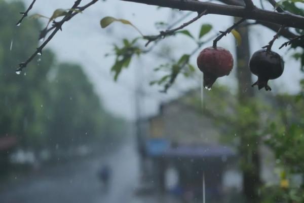 關於螃蟹、桂花、睡衣和小籠包的五十種解釋 關於螃蟹、桂花、睡衣和小籠包的五十種解釋