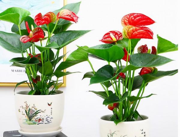 被譽為開花機器的6種花，不怕累，四季花開不斷