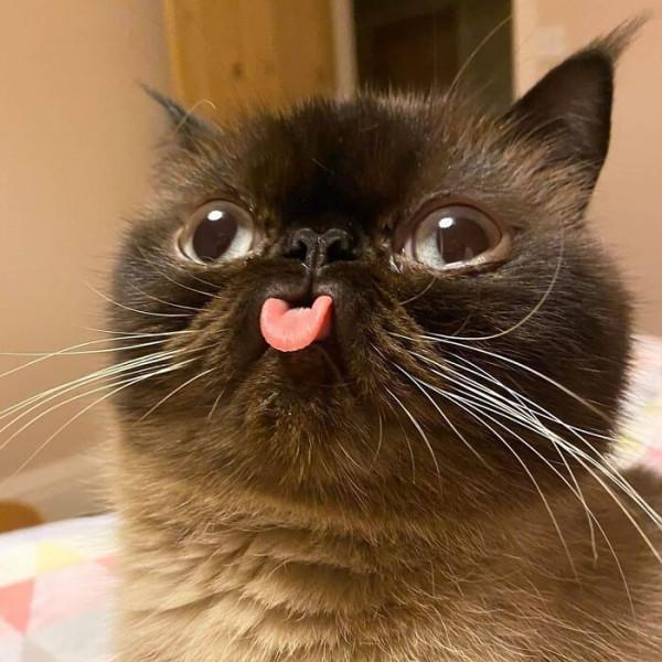 這組照片裡的每一隻貓都夠你笑十分鐘