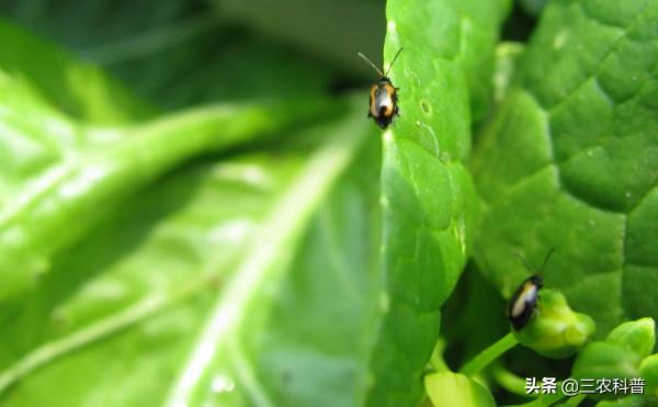 白菜跳甲危害重，同樣用藥防治，方法不對，難怪效果差