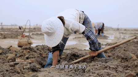 廣東湛江,一種海鮮常讓遊客不敢動筷子,卻有“天然味精”的美譽 廣東湛江,一種海鮮常讓遊客不敢動筷子,卻有“天然味精”的美譽