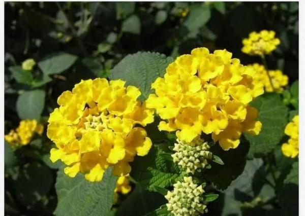 馬纓丹的花樣年華