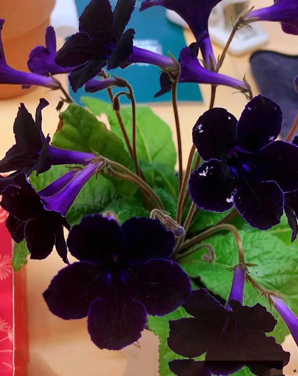 海角櫻草（堇蘭）