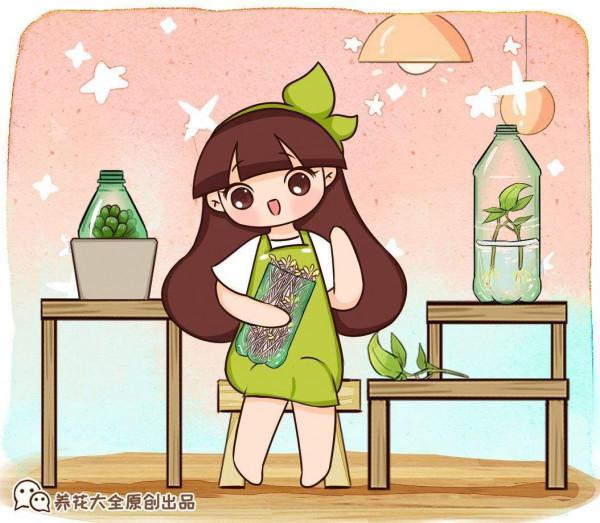 多肉夏天難養？不全是，這6種多肉，越曬越爆盆