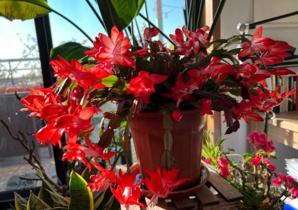 9種富貴花,長成老樁也要用“小盆”養,不然爛根又黃葉,難養好 9種富貴花,長成老樁也要用“小盆”養,不然爛根又黃葉,難養好