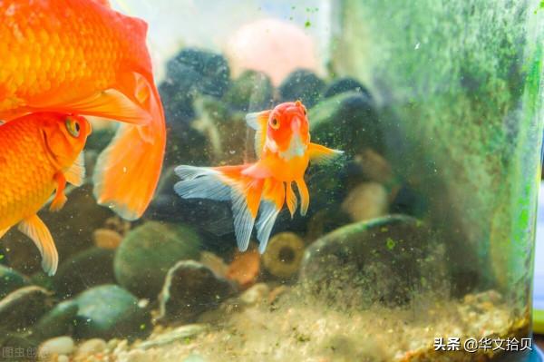 由金魚之死說開去 | 李群成 由金魚之死說開去 | 李群成