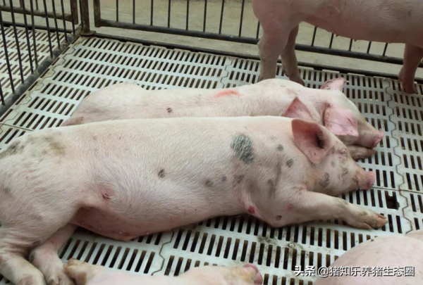 相比於非瘟病毒,非洲豬瘟弱毒更可怕 相比於非瘟病毒,非洲豬瘟弱毒更可怕