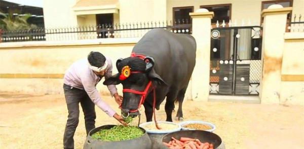 印度身價2100萬的“神牛”,配一次種收5萬元,每天都要喝威士忌 印度身價2100萬的“神牛”,配一次種收5萬元,每天都要喝威士忌