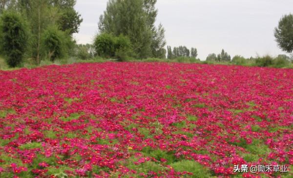 花海花田系列-波斯菊 花海花田系列-波斯菊